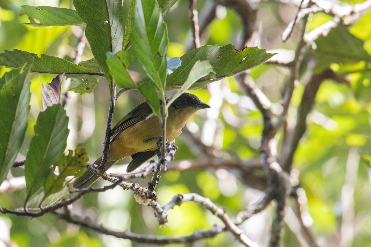 Fulvous-crested Tanager - ML620537413