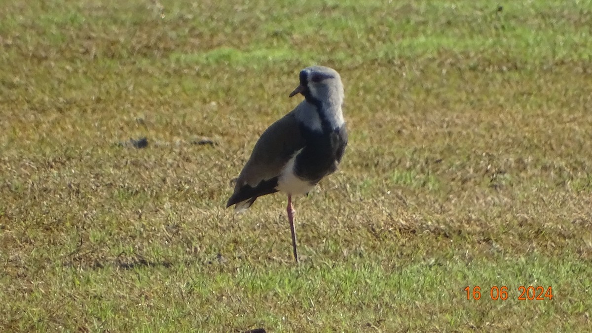 Southern Lapwing - ML620537416