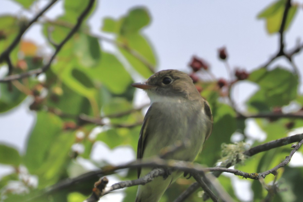 Alder Flycatcher - ML620537421