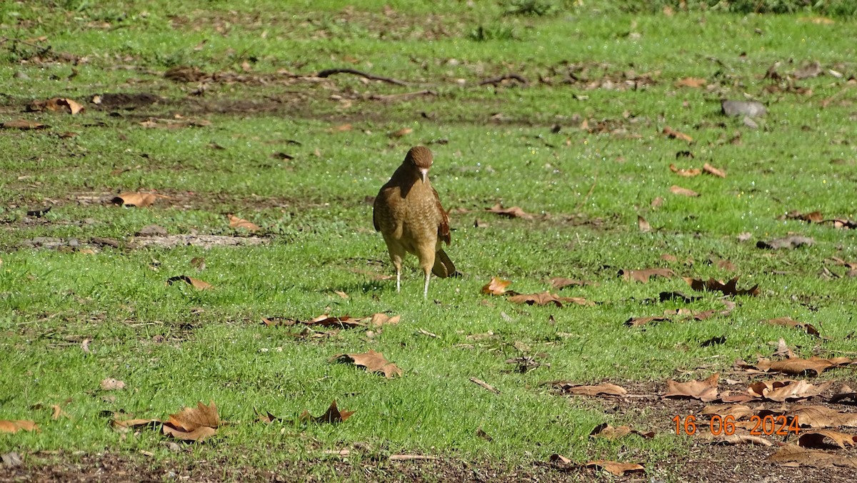 Chimango Caracara - ML620537444