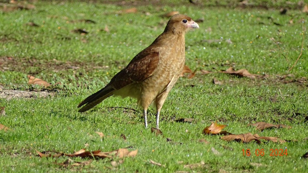 Chimango Caracara - ML620537445