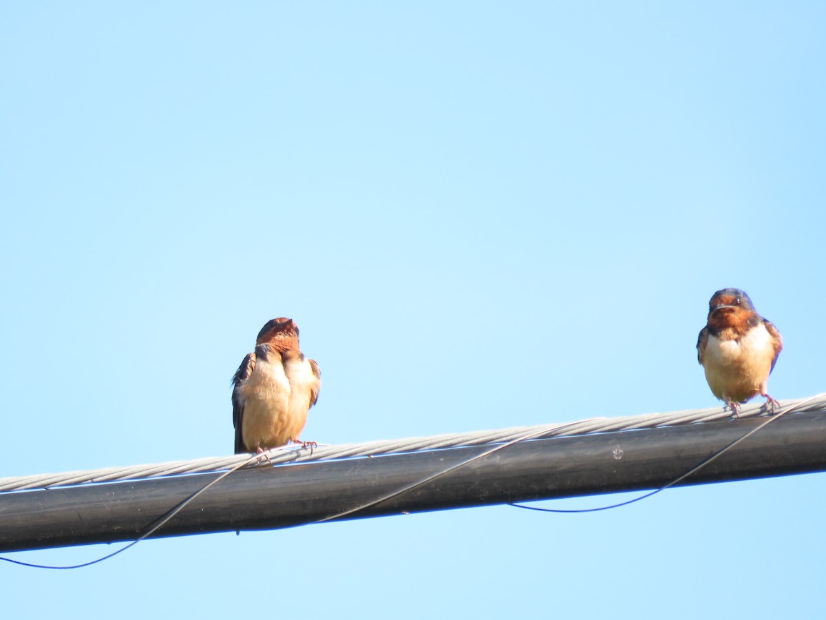 Barn Swallow - Jo Spilde