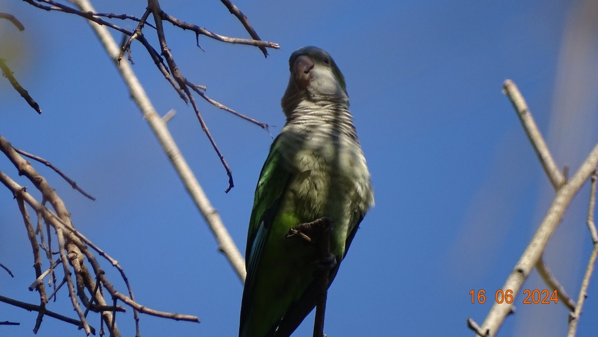 Monk Parakeet - ML620537465