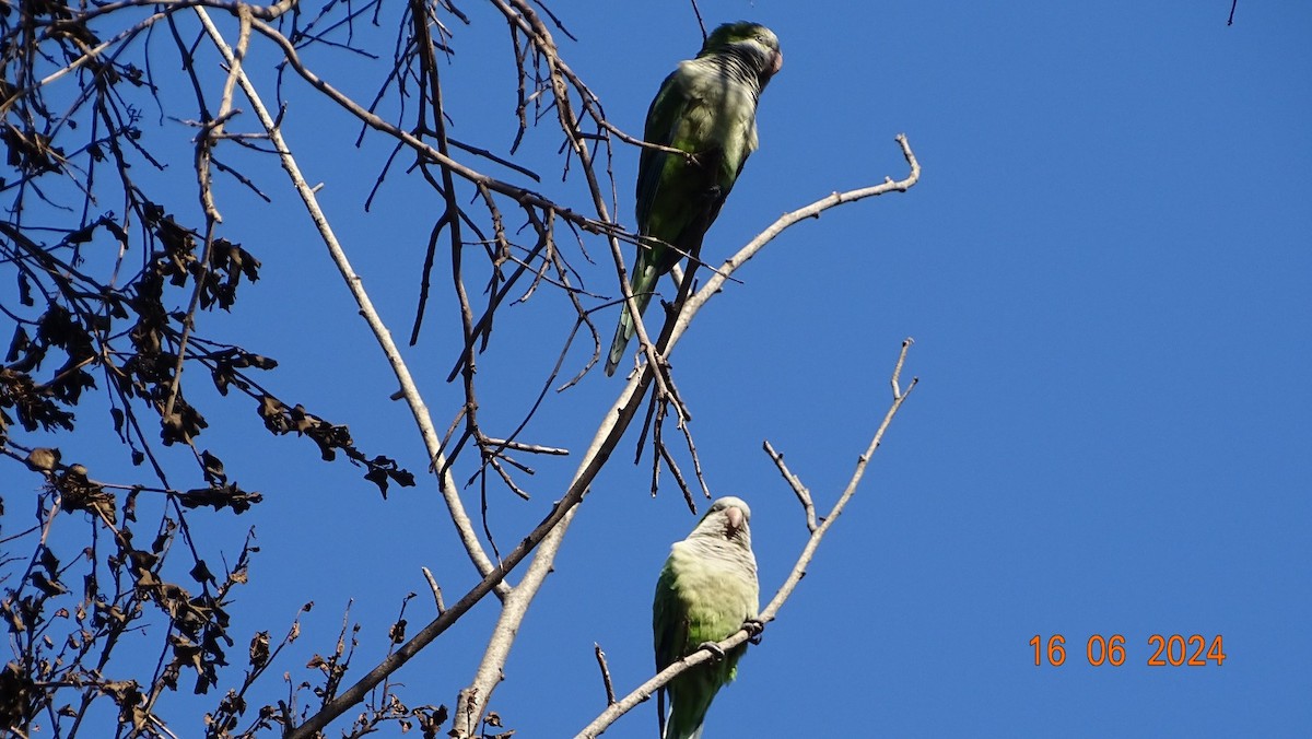 Monk Parakeet - ML620537466