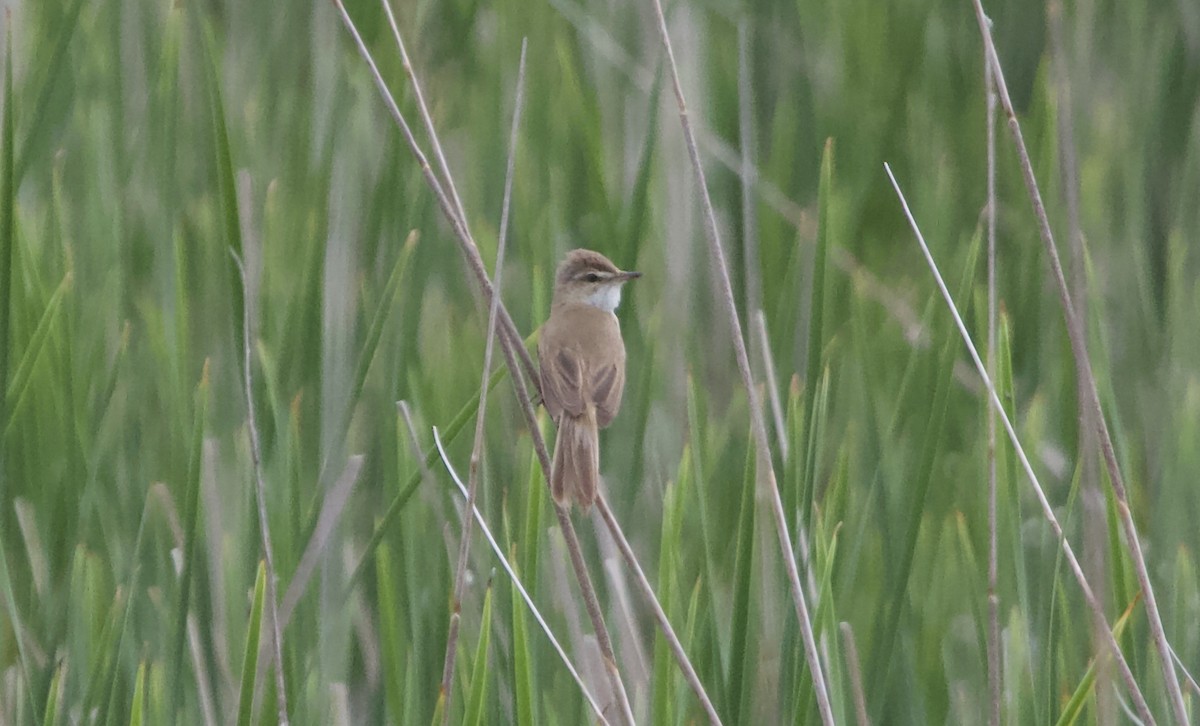 Paddyfield Warbler - ML620537474