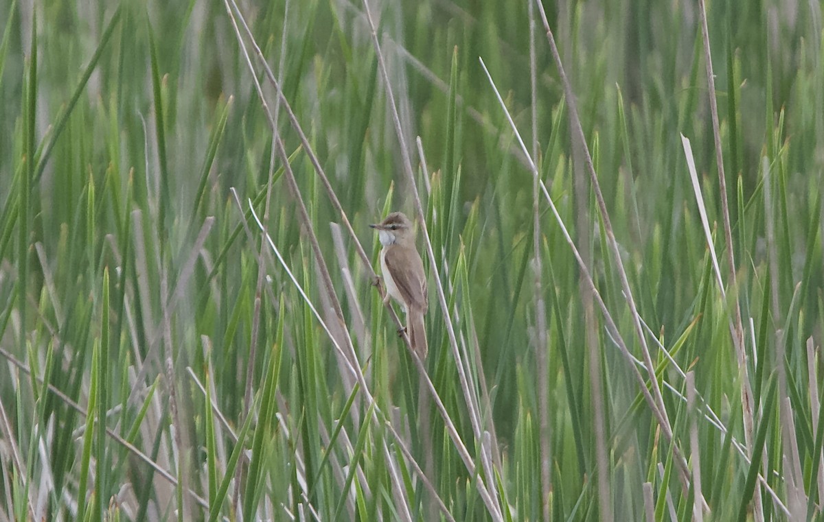 Paddyfield Warbler - ML620537476