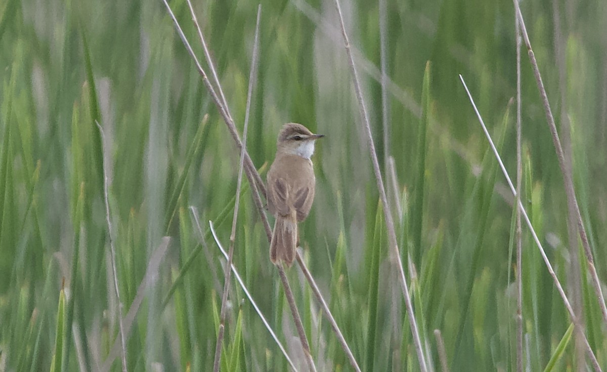 Paddyfield Warbler - ML620537477