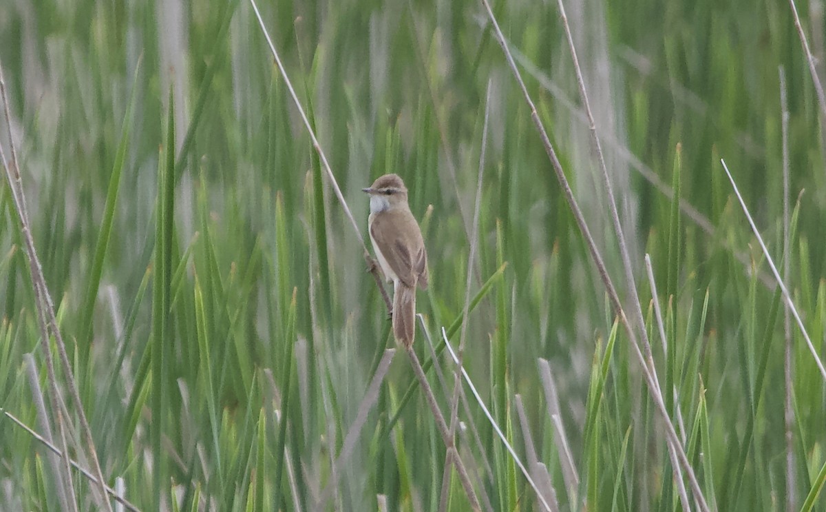 Paddyfield Warbler - ML620537478