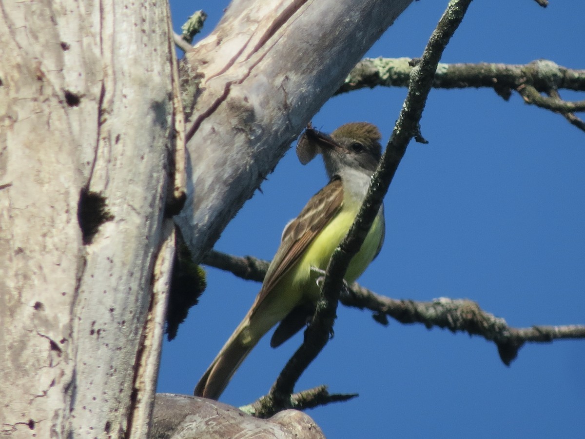 Great Crested Flycatcher - ML620537483