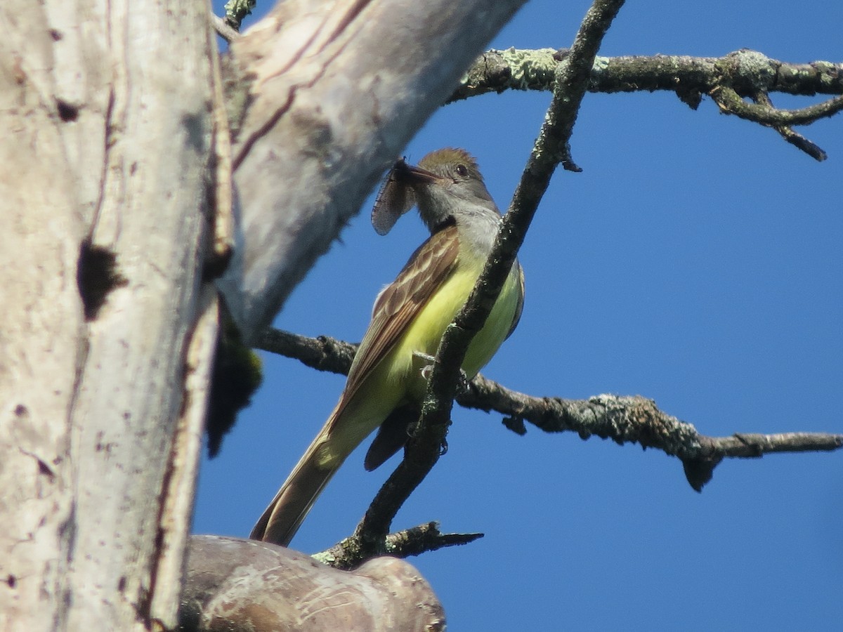 Great Crested Flycatcher - ML620537484