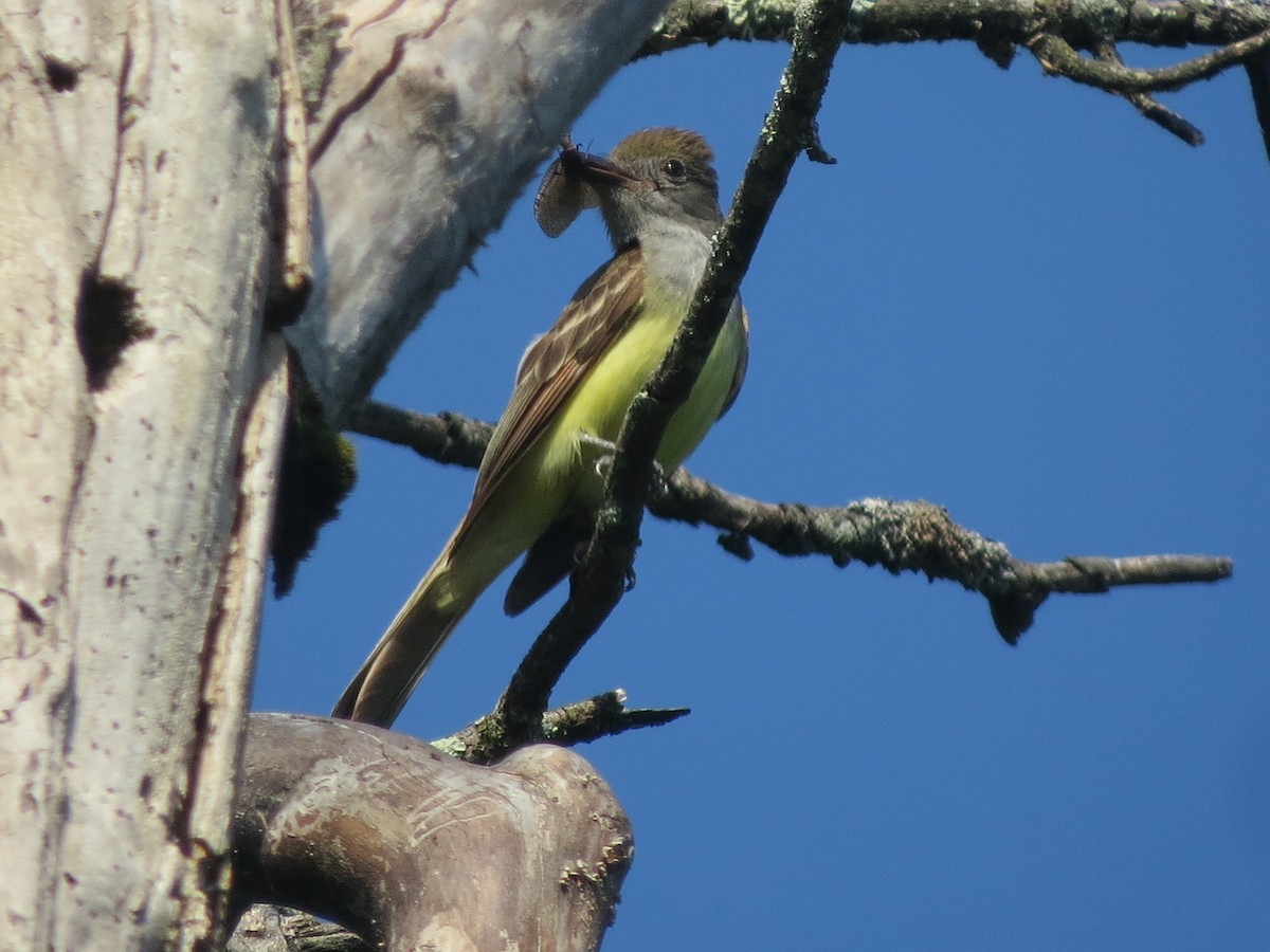 Great Crested Flycatcher - ML620537485