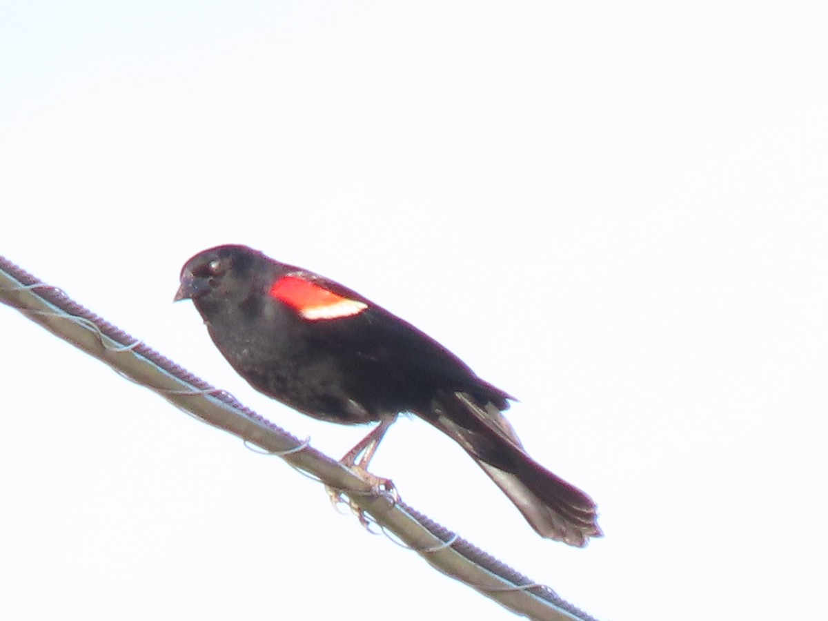 Red-winged Blackbird - ML620537496