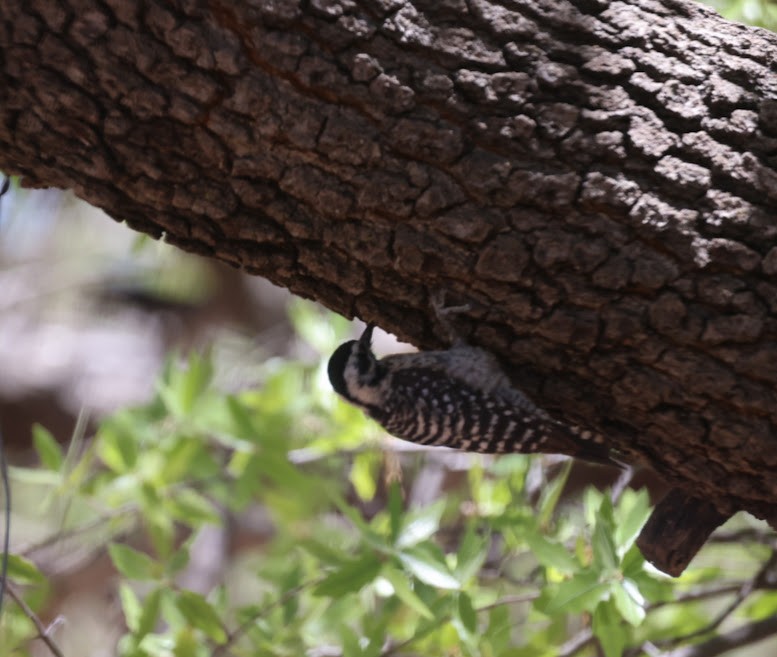 Ladder-backed Woodpecker - Kevin Sarsfield