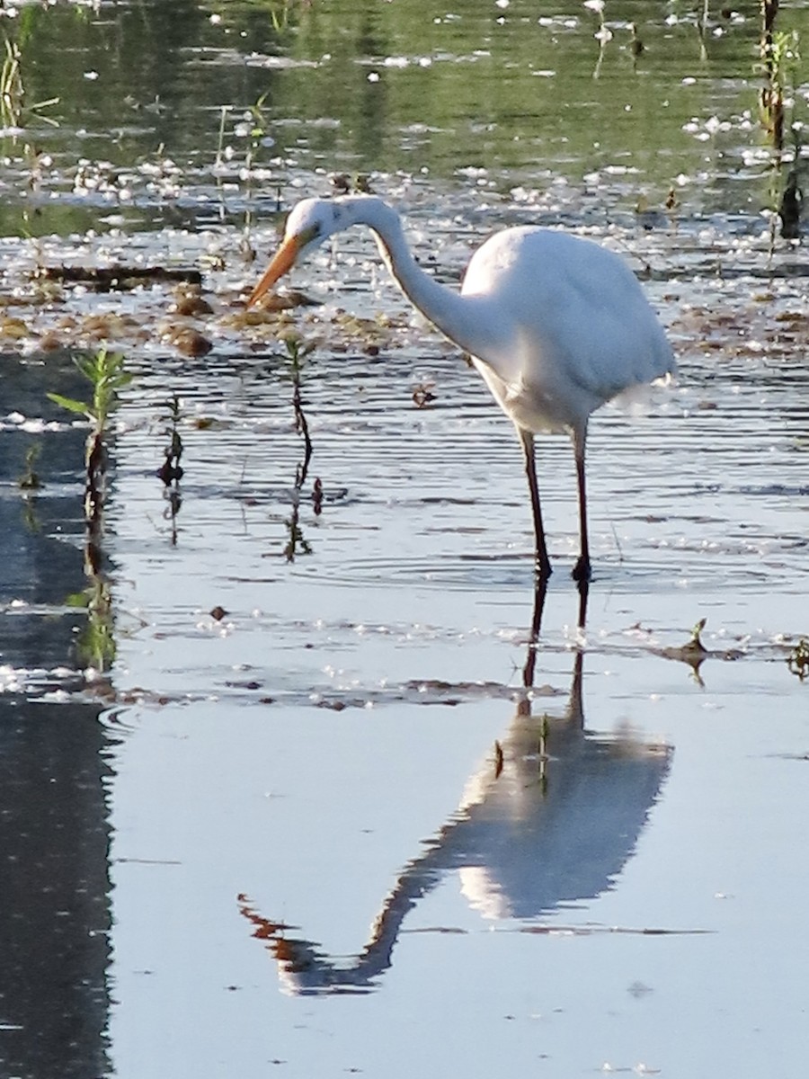 Great Egret - ML620537502