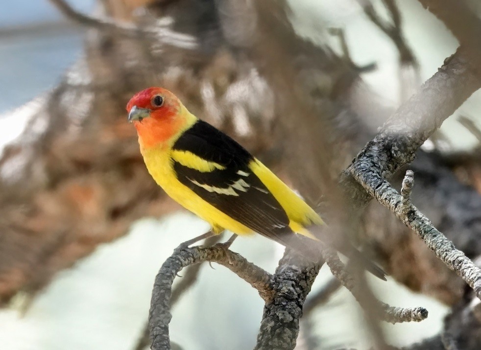 Western Tanager - ML620537505