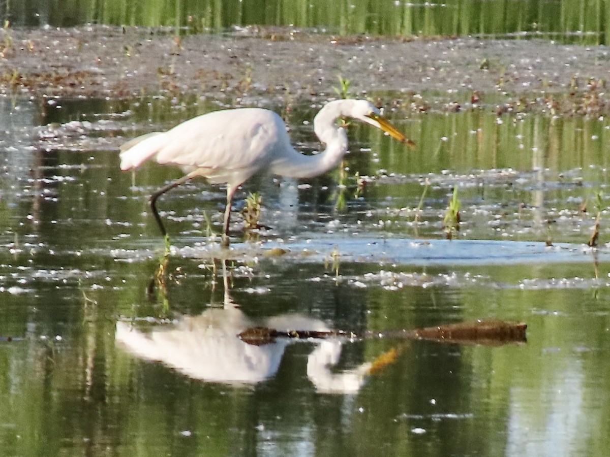 Great Egret - ML620537506