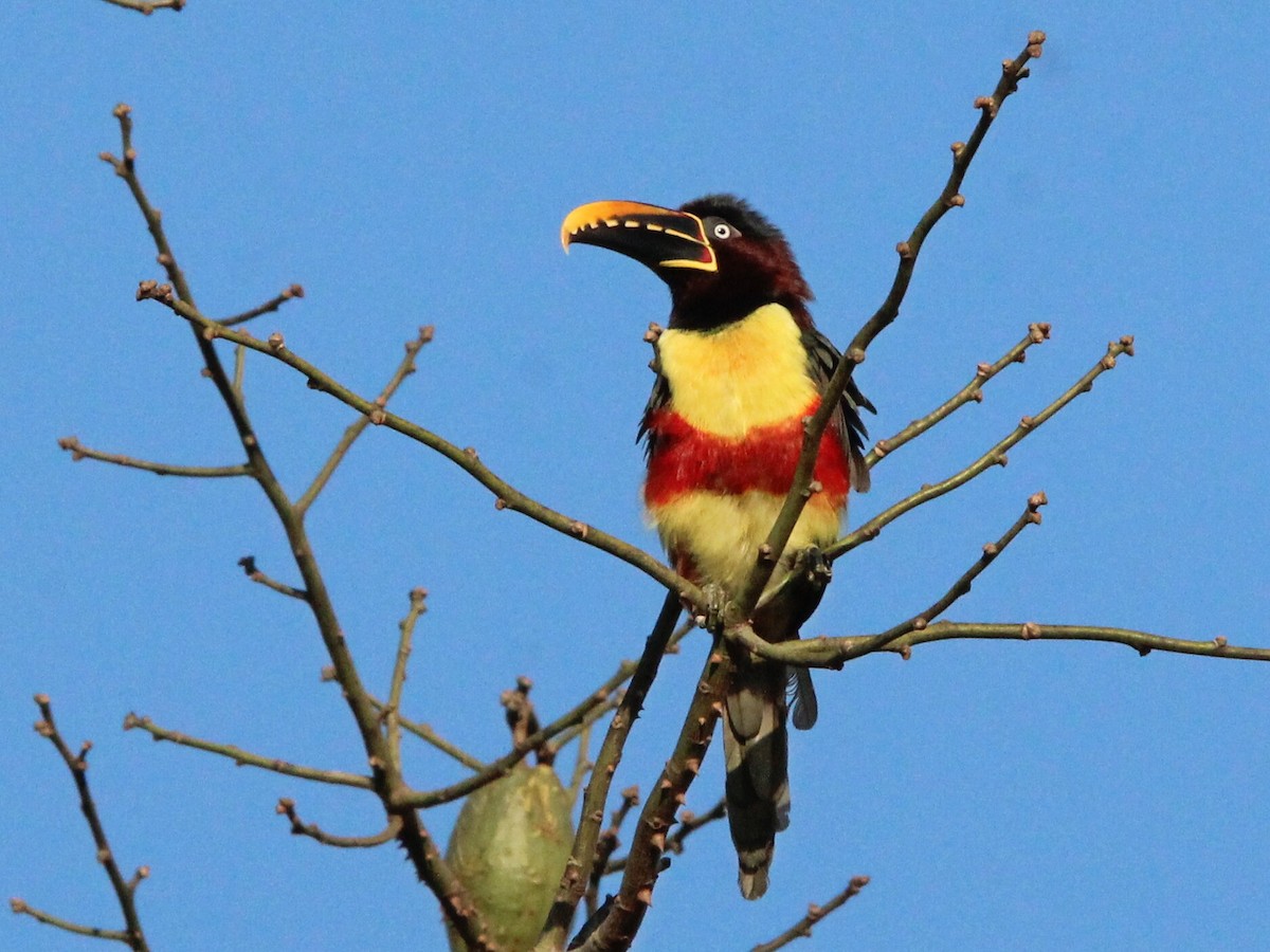 Chestnut-eared Aracari - ML620537509