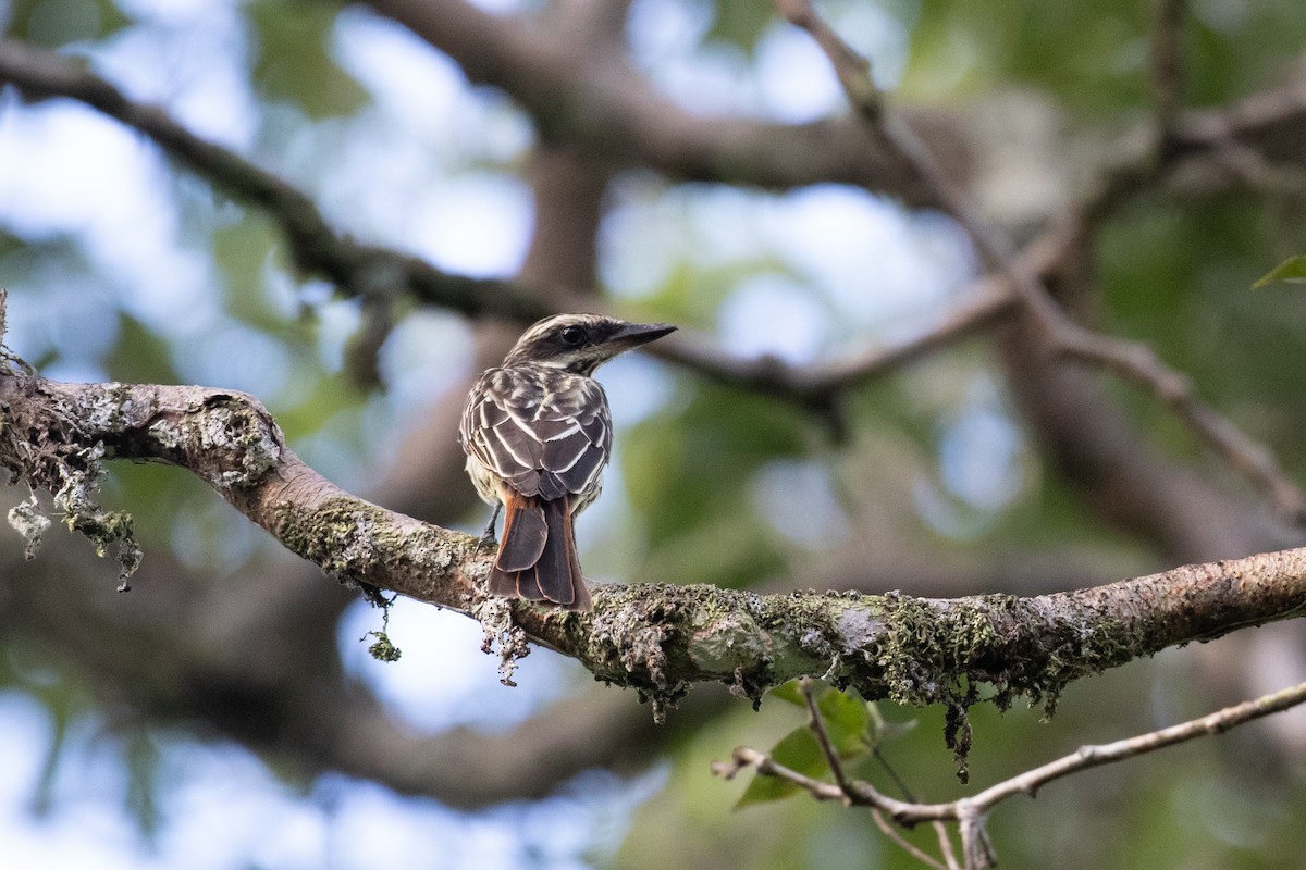 Streaked Flycatcher - ML620537512