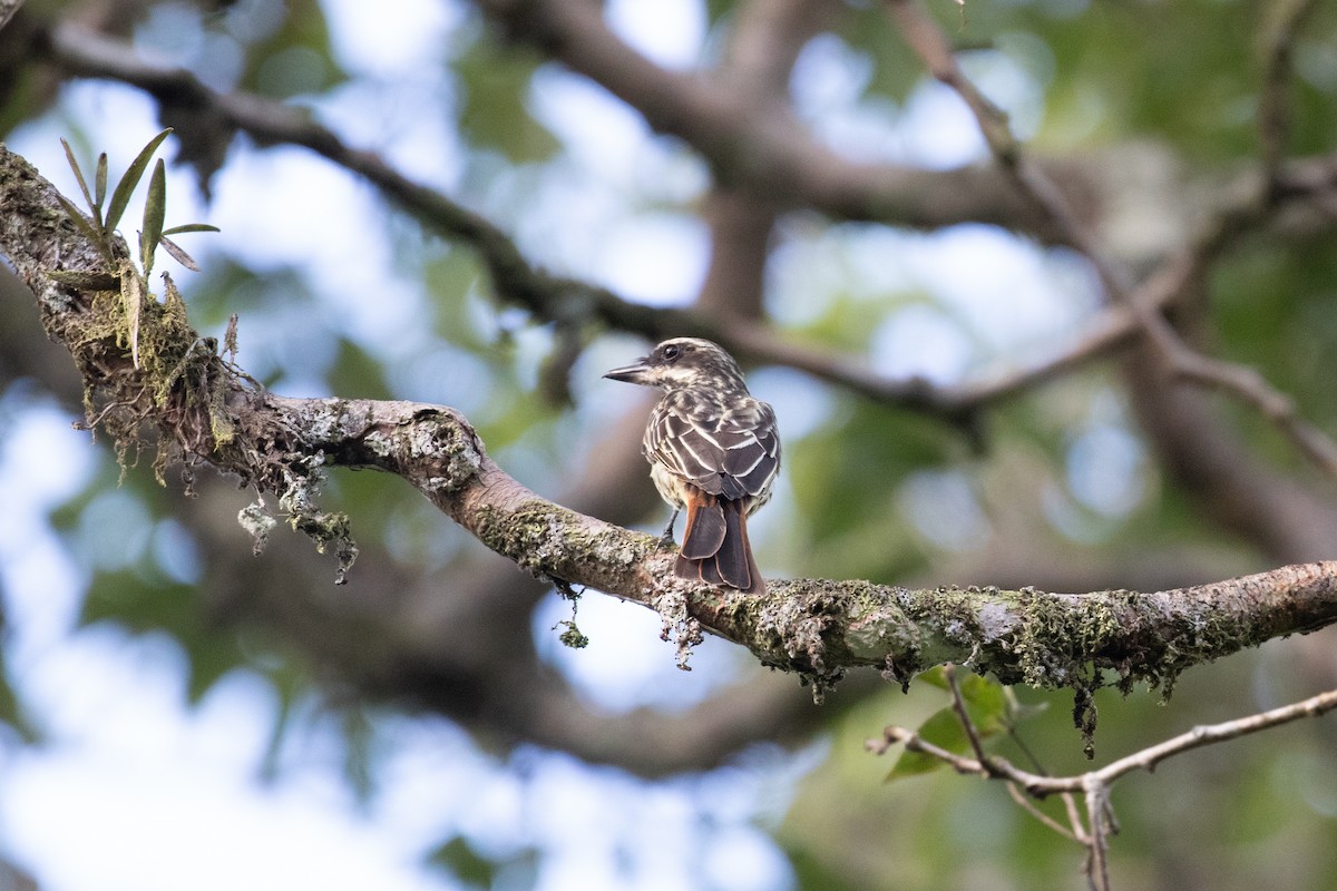 Streaked Flycatcher - ML620537513