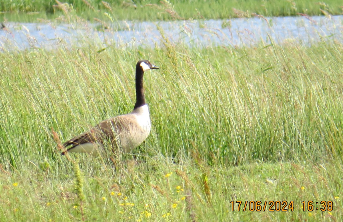 Canada Goose - ML620537515