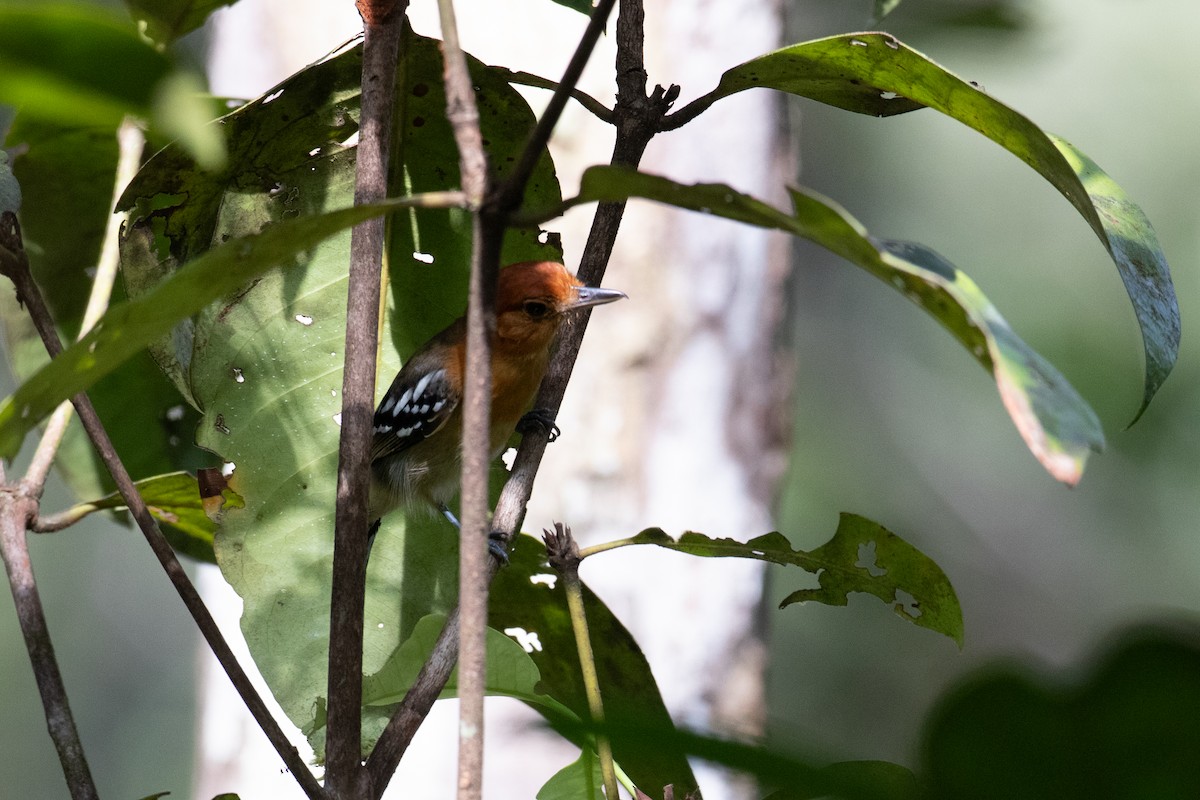 Amazonian Antshrike - ML620537521