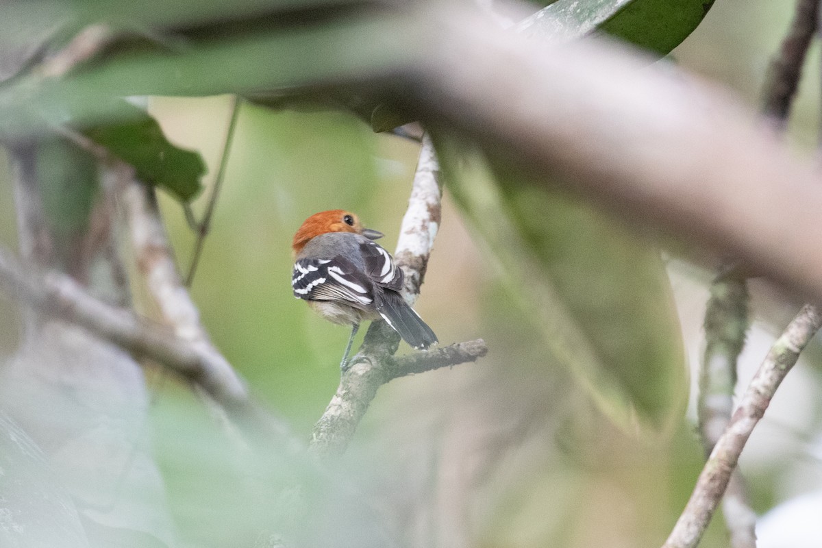 Amazonian Antshrike - ML620537522