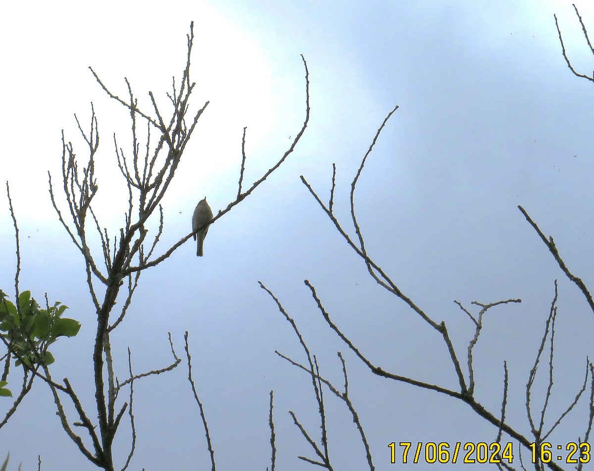 Common Chiffchaff - ML620537528