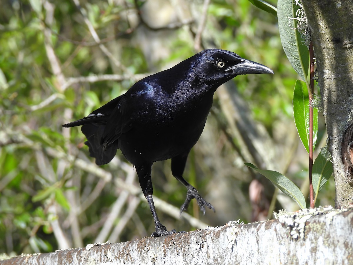 Great-tailed Grackle - ML620537530