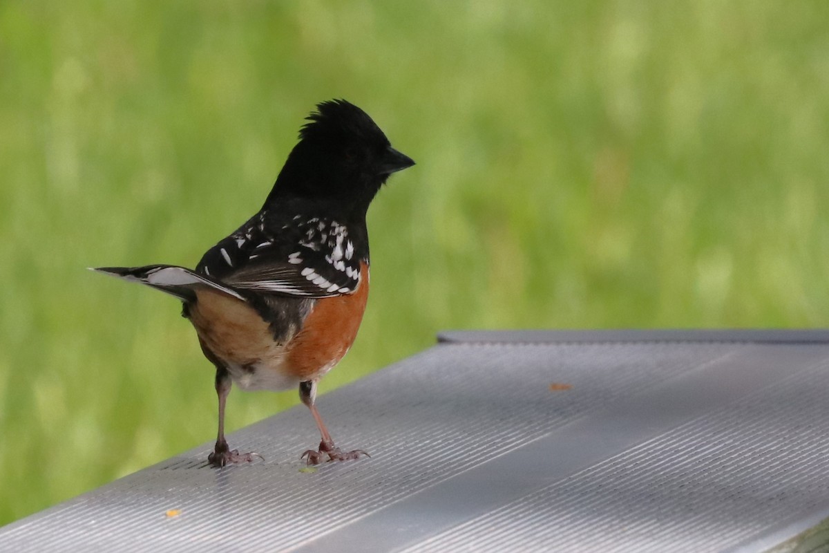 Spotted Towhee - ML620537548