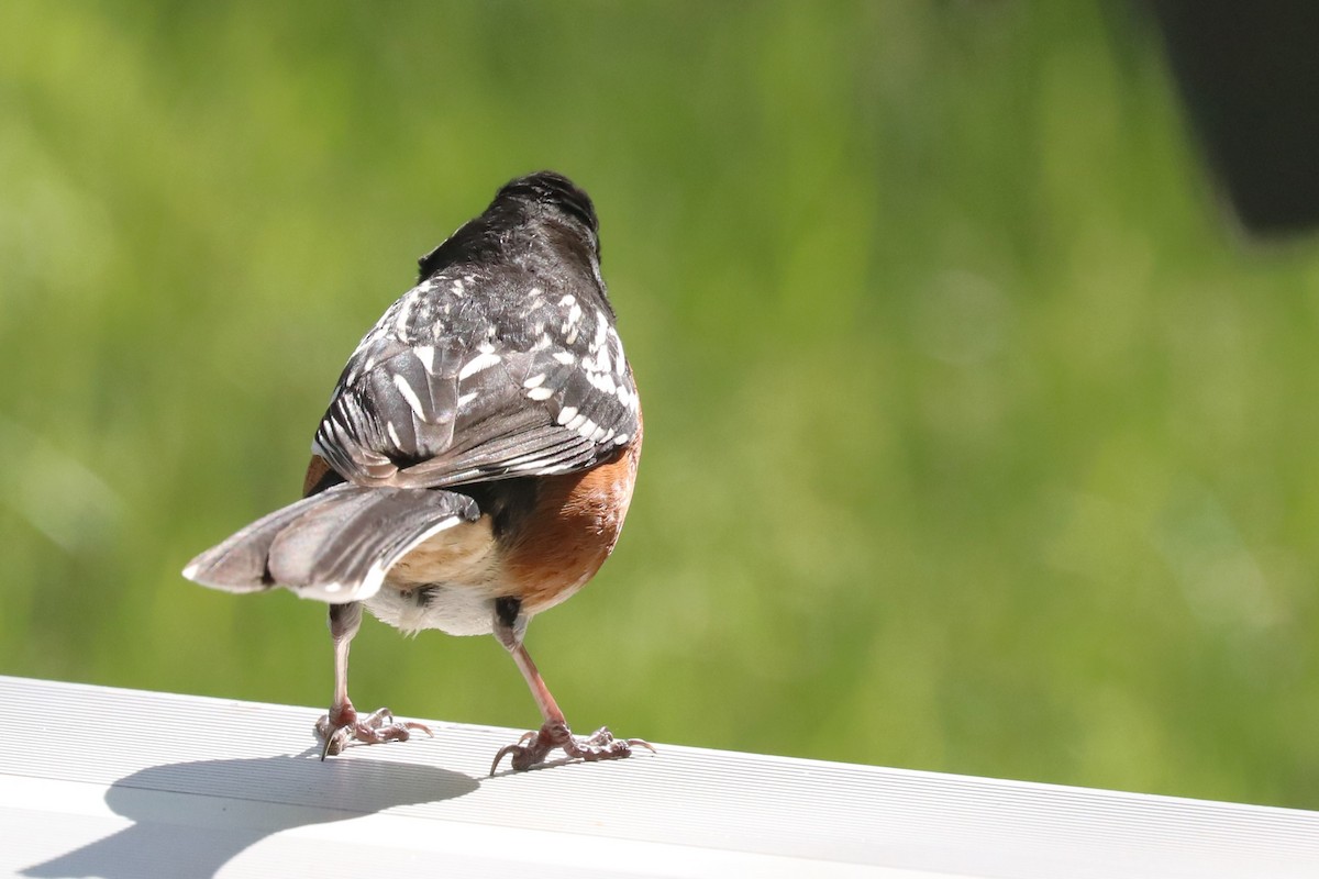 Spotted Towhee - ML620537549