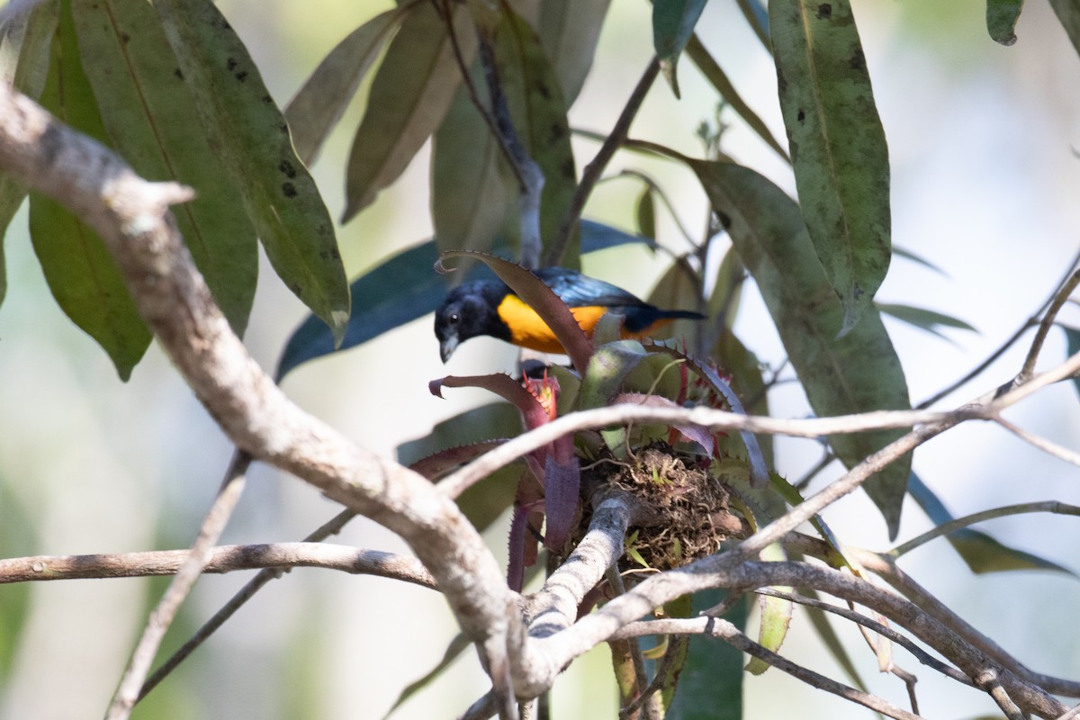 Rufous-bellied Euphonia - ML620537554