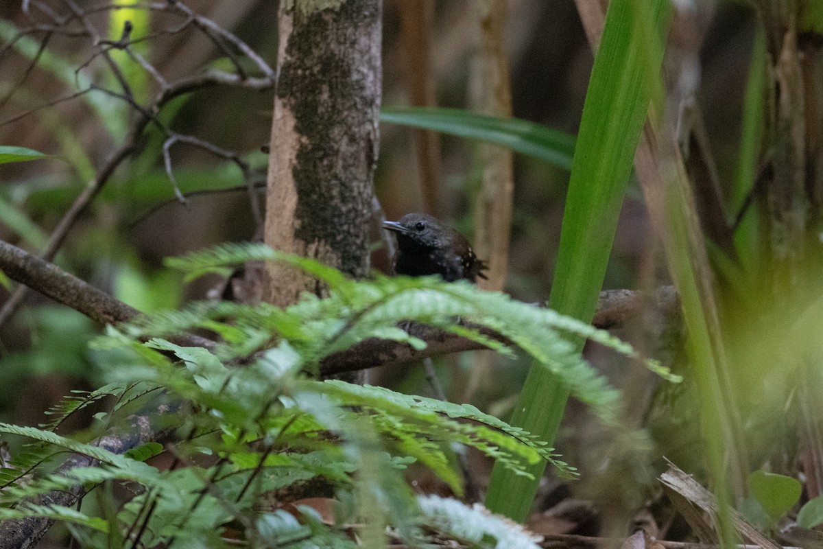 Tüpfelwangen-Ameisenvogel - ML620537560