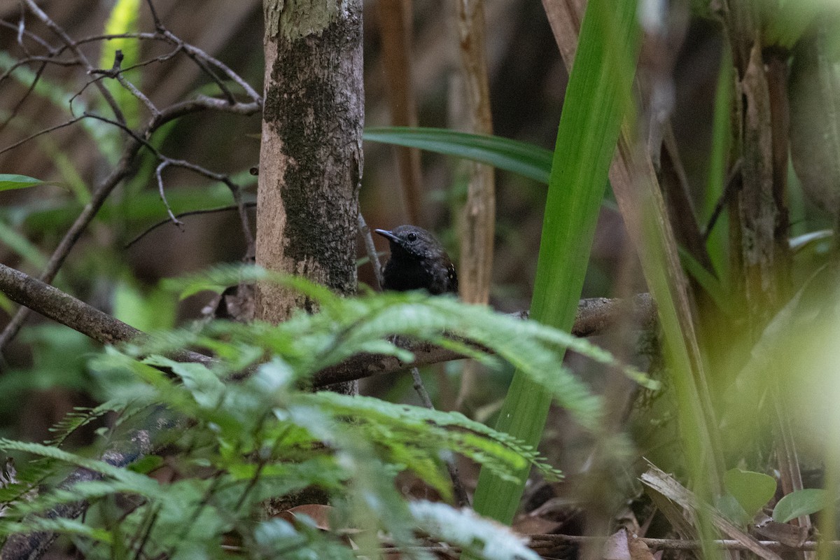 Gray-bellied Antbird - ML620537561