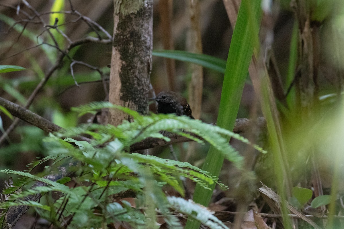 Tüpfelwangen-Ameisenvogel - ML620537562