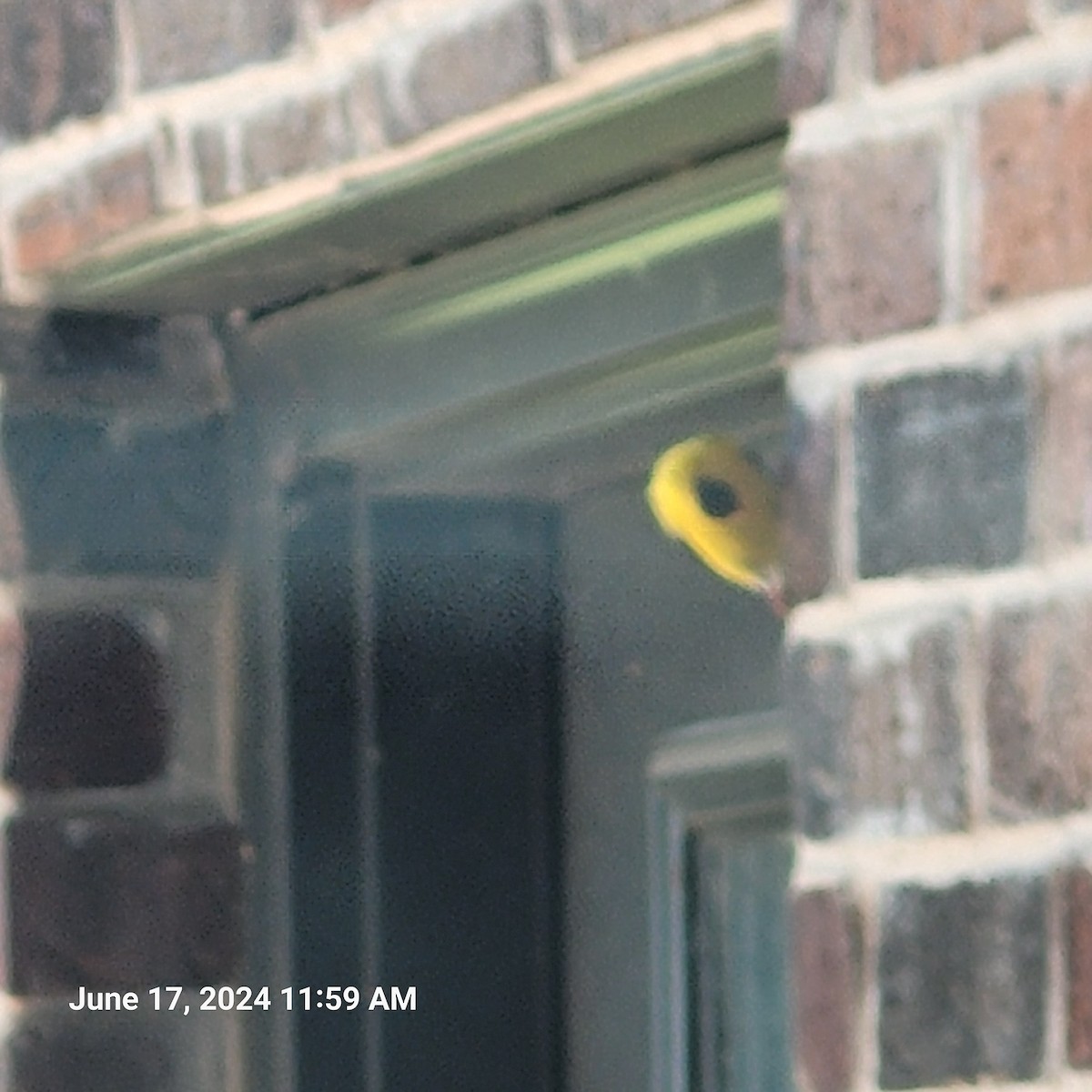 American Goldfinch - ML620537564