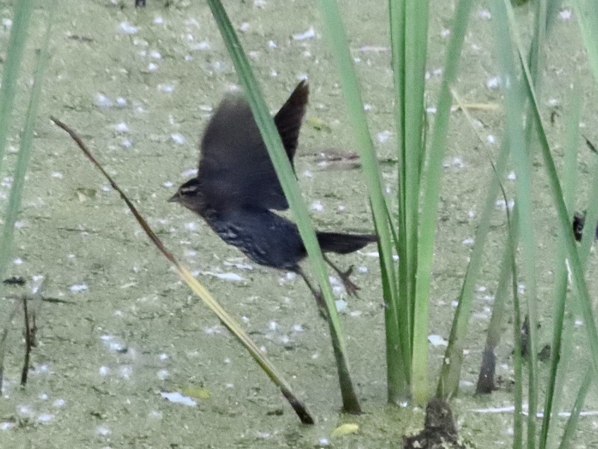 Red-winged Blackbird - ML620537569