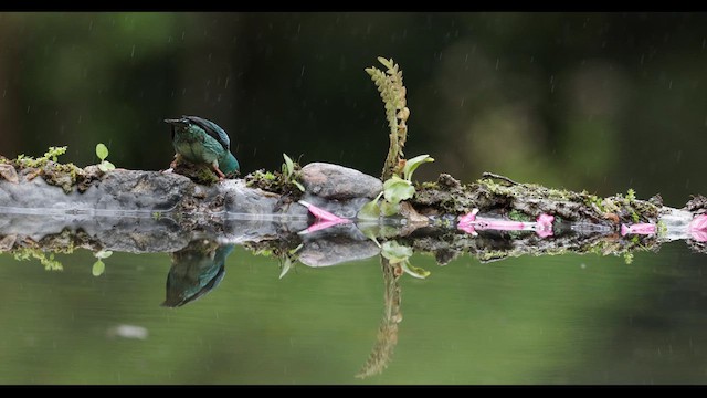 Dacnis bleu - ML620537570