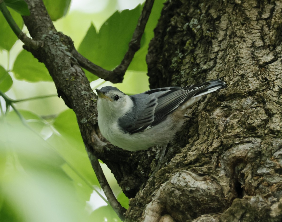 White-breasted Nuthatch - ML620537572