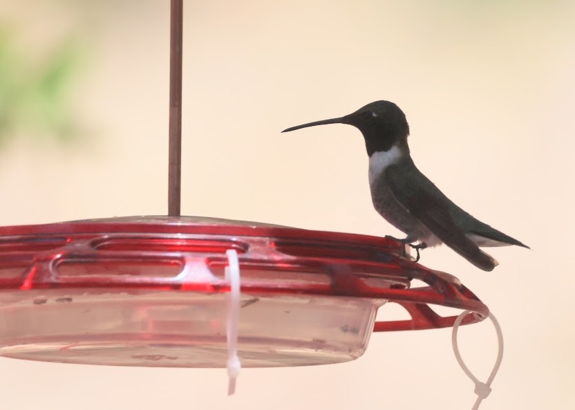Black-chinned Hummingbird - ML620537579