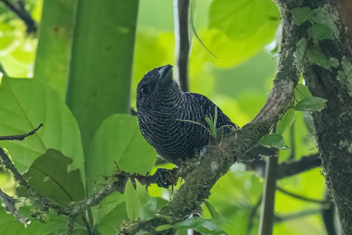 Fasciated Antshrike - ML620537581