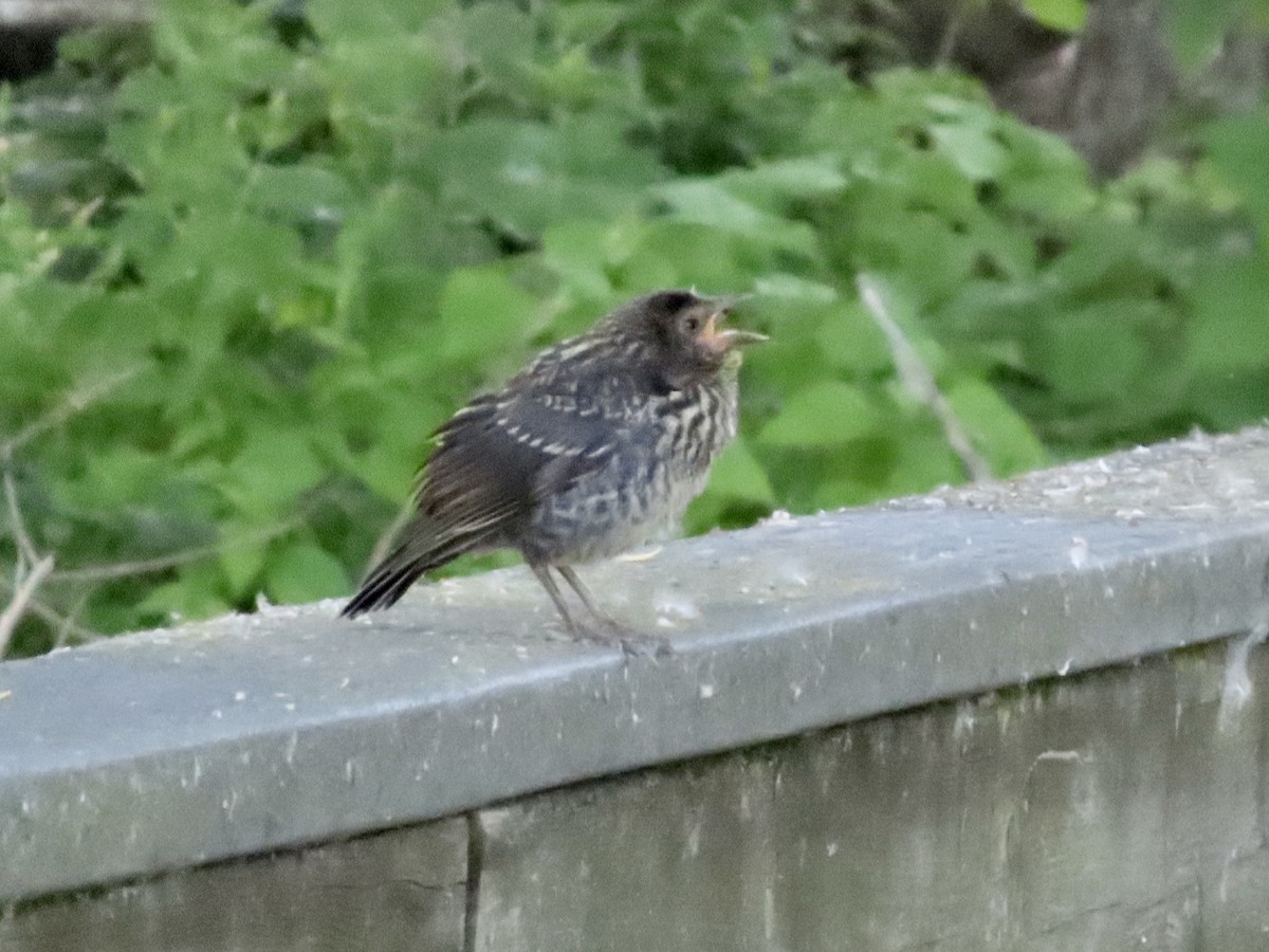 Red-winged Blackbird - ML620537583