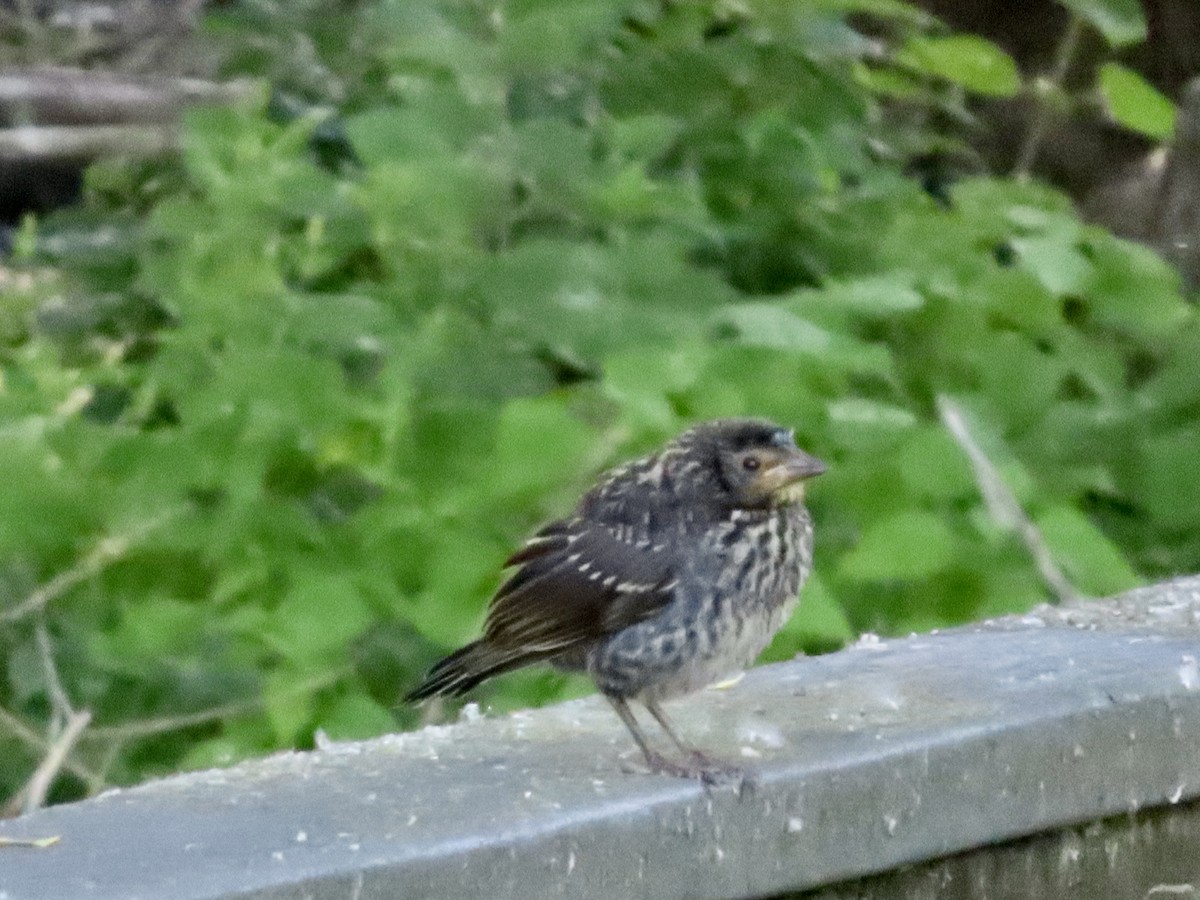 Red-winged Blackbird - ML620537587