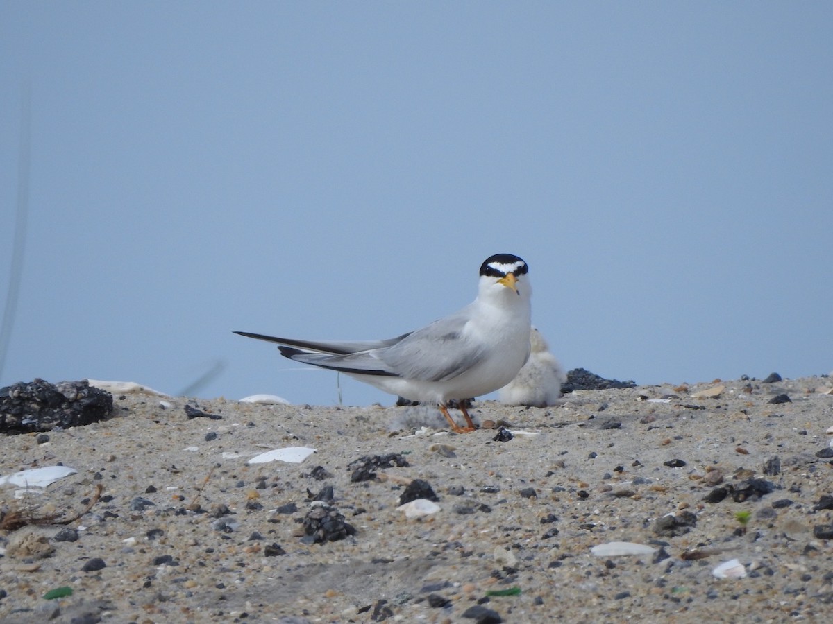 Least Tern - ML620537590