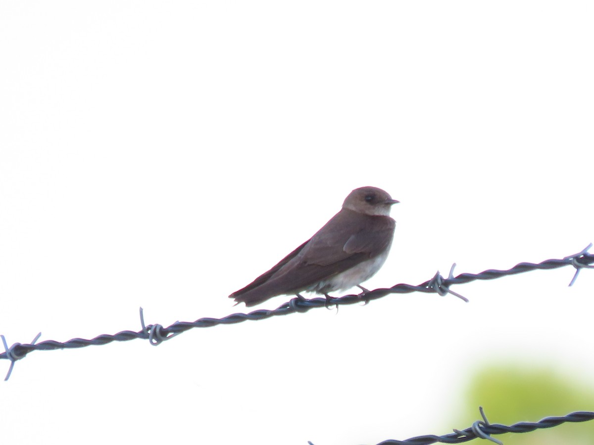 Northern Rough-winged Swallow - ML620537594