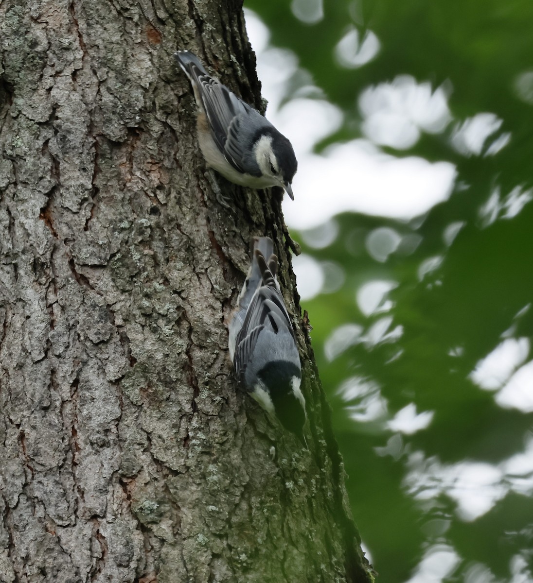 White-breasted Nuthatch - ML620537599