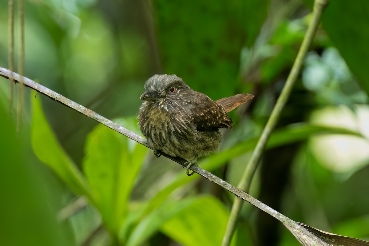 White-whiskered Puffbird - ML620537601