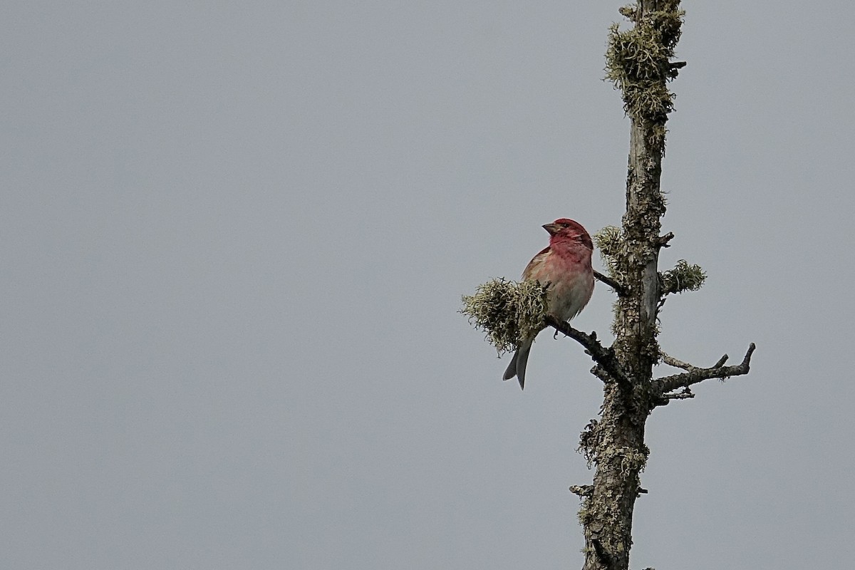 Purple Finch - ML620537611