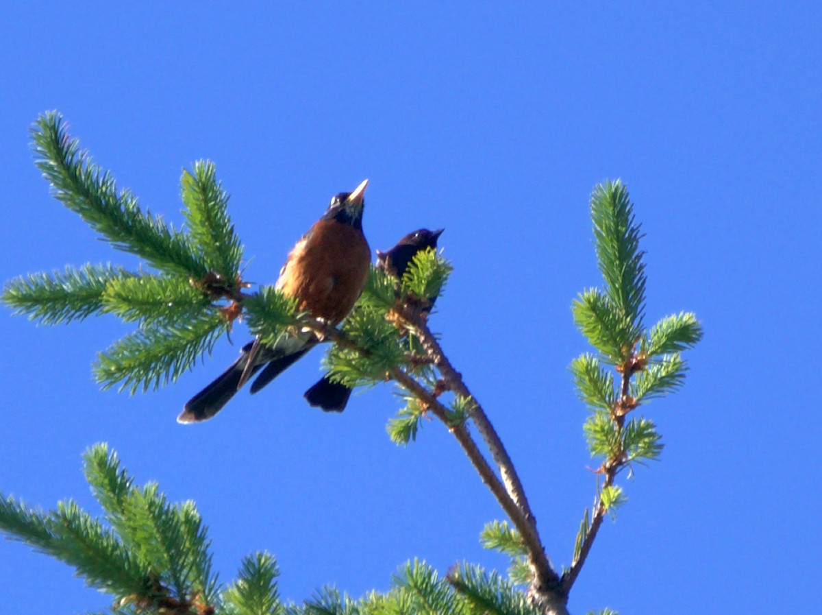 Brown-headed Cowbird - ML620537620