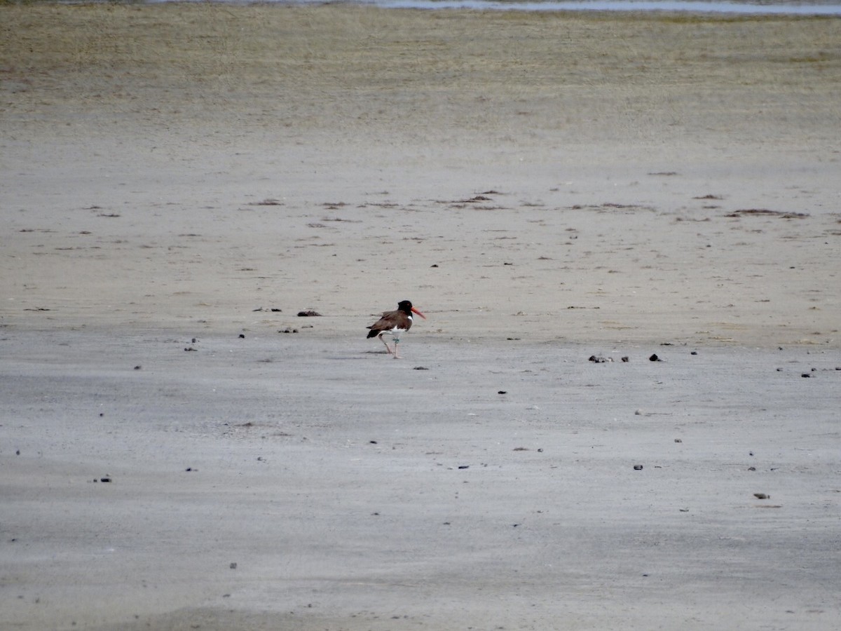 American Oystercatcher - ML620537632