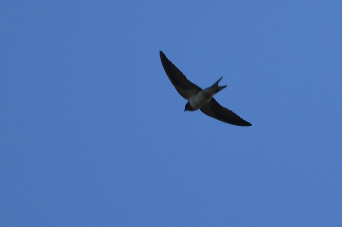 Barn Swallow - ML620537634